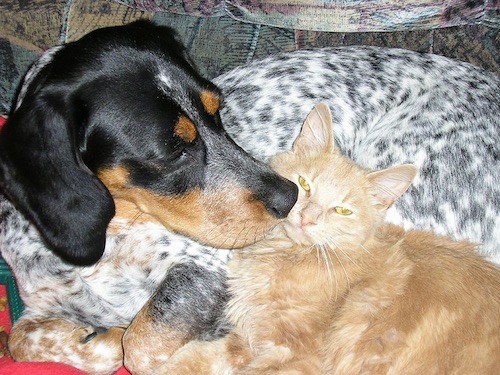 A black and tan dog with long soft ears and black ticked spots all over her white body laying down on a couch smelling the face of a long haired orange cat