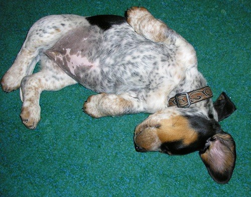 A small, pot belly puppy with ticked spots all over her body, a black and tan face laying upside down sleeping on a green carpet