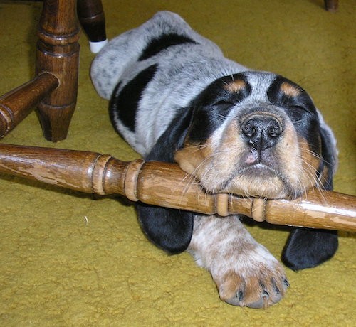 A little, but thick, soft looking puppy with long black ears, black with tan spots and white ticking pattern all over her body sleeping under a chair with her head on the rail on a gold carpet
