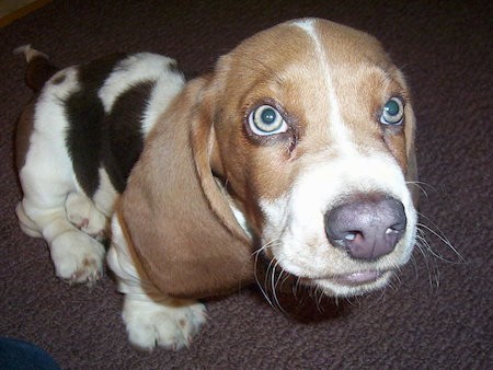 A little tricolor Beagle dog puppy with light green eyes and long soft hanging ears sitting down looking up
