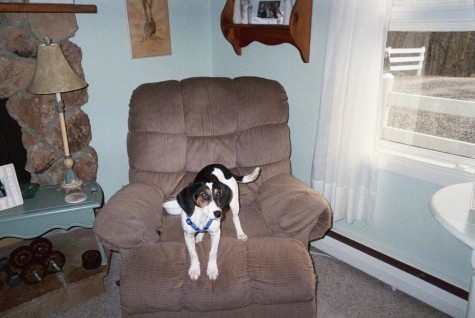 A tricolor black, tan and white hound-looking, medium-sized dog up on a brown recliner next to a stone fireplace in a house