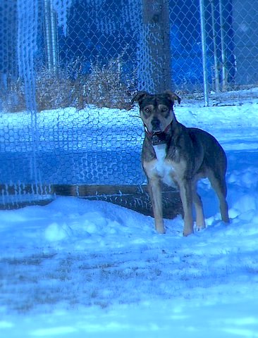 A tan, black and white dog standing out in snow that has a blue tint to it