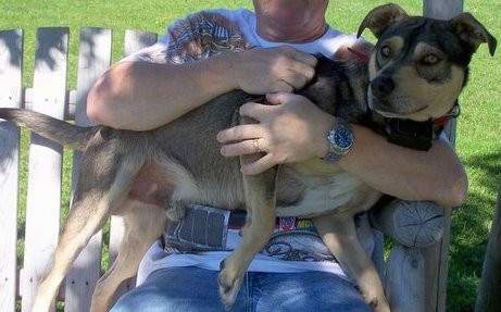 A man sitting on a wooden bench holding a shorthaired black, tan and white dog on his lap