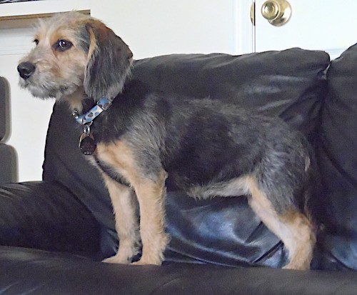 Side view of a black and tan dog with long ears that hang to the sides, dark brown eyes and a black nose with longer hair on her face standing on a black leather couch