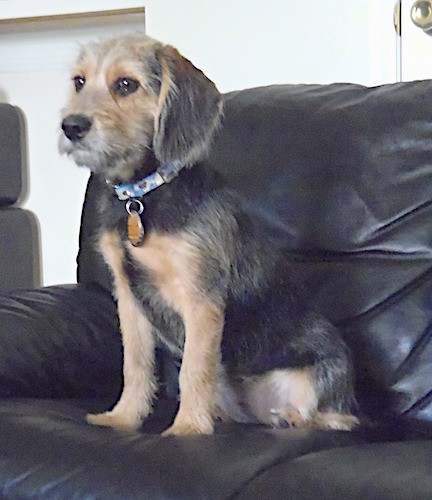 A scruffy, but soft looking tan and black dog with large drop ears and brown eyes sitting down on a black leather couch