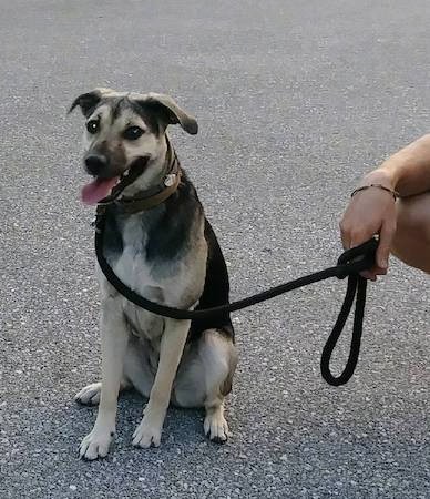 A black and tan dog with ears that fold to the sides, a black nose and a white patch on his chest sitting down with a man kneeling beside him holding his leash.