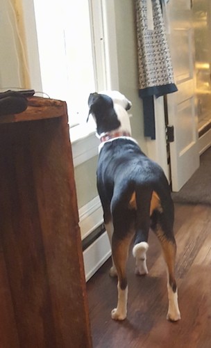 A large breed black and white dog with a long tail that curls up at the tip looking out a window inside of a house while standing on a hardwood floor