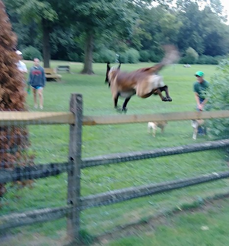 A tan with black shepherd dog jumping a split rail fence at a dog park with people and dogs watching at a dog park