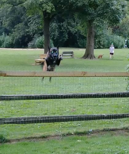 A large breed black and tan shepherd dog jumping a fence at a dog park with dogs and people in the background