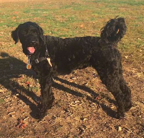 A tall, curly-coated, shaved black dog with a ring tail standing outside in a grassy feild wearing a black harness.