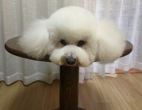 A fluffy little white dog laying flat on top of a table looking like a cotton ball