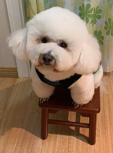 A white, very thick, fluffy, soft little dog with black round eyes and a black nose sitting on top of a stool