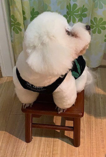 A soft, thick coated, puffy white dog wearing a shirt sitting on top of a stool inside of a house
