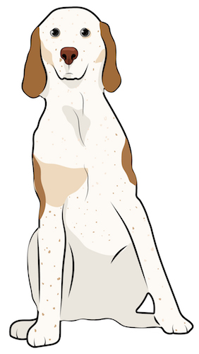 Front view drawing of a tall white with tan hound dog with long ears that hang to the sides and a large brown nose sitting down