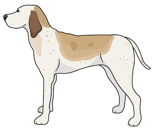 Side view of a tall large breed hound dog with a white coat that has tan and brown ticking and brown ears, a black nose and dark eyes standing