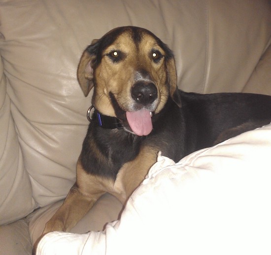 A large breed black and tan dog laying on a tan couch looking relaxed and happy