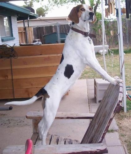 A large breed, tricolor, white, black and tan hound dog standing up on a wooden chair outside on the porch of a house with her front paws up on the back of the chair facing the yard