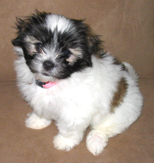 A tiny tricolor fluffy white with black and tan puppy wearing a pink collar sitting down