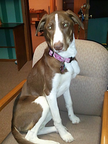A large brown and white dog with long ears that fold down to the sides, brown eyes, a white chest and brown body and a long muzzle with a brown nose sitting down on a brown chair inside of a house