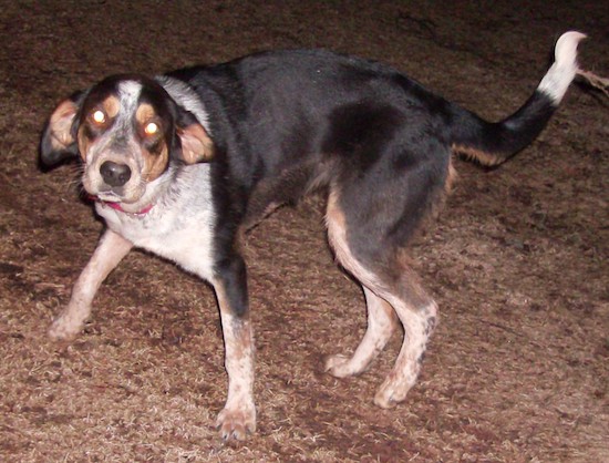 A black, tan, white and gray ticked hound dog with a long tail that has a white tip standing outside at night