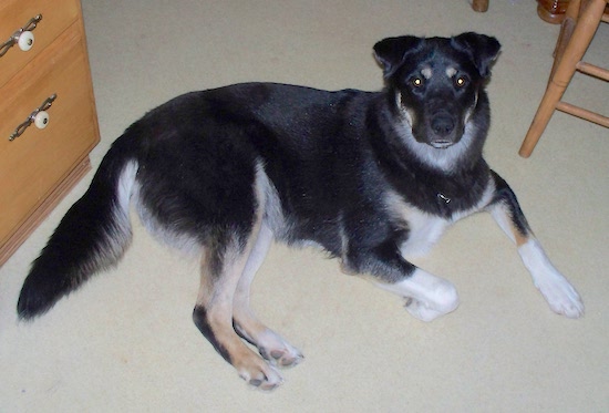 A large breed tricolor black, tan and white dog laying down in a house