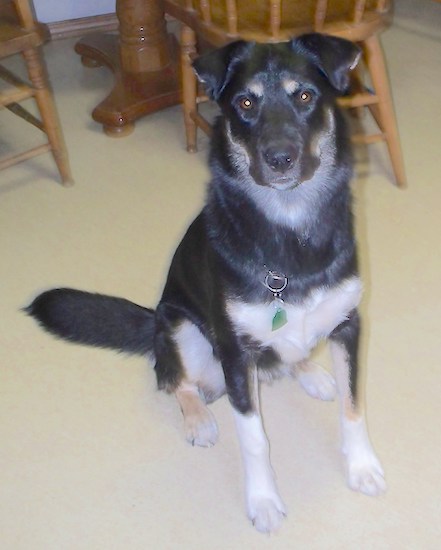 A large black, tan and white dog with small ears that fold down in the front, round brown eyes and a black nose sitting down in a house