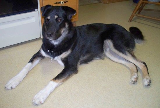 A big dog with a blak body, white front legs and tan back legs laying down in a kitchen