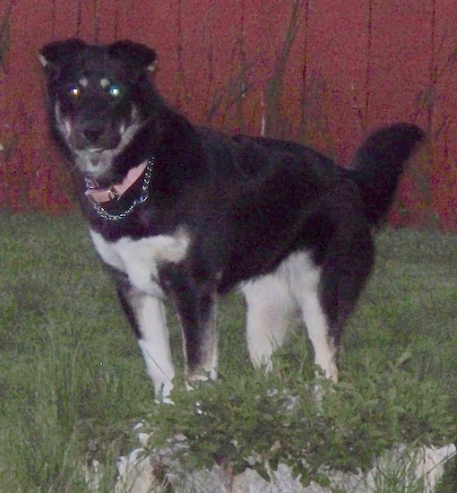 A large breed dog with a black body and a white chest and paws with small fold ears outside in front of a red building