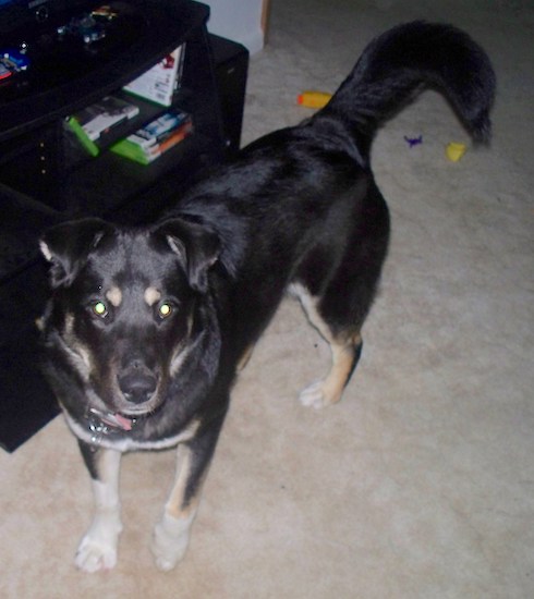 A big black, tan and white dog with a long thick tail and tan spots above her eyes on her black face standing in a house