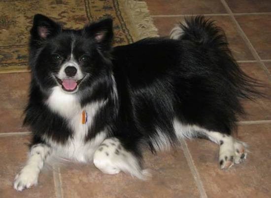 Side view of a small, thick-coated, longhaired, black and white dog with small prick ears that stand up, a black nose and dark eyes