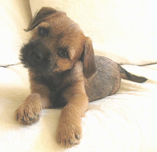 A little tan puppy with a wiry looking black snout, dark eyes and black hairs on the top of the tan mixed into her fur on her back laying down on a yellow couch cocking her head to the side