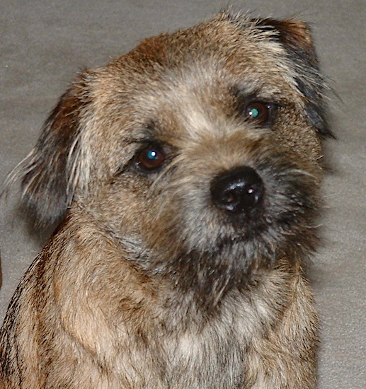 Close up head shot of a scruffy brown and black tipped terrier dog with a black nose and ears that hang to the sides