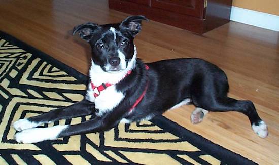 A black and white short haired dog with rose years that stand up and fold over at teh tips wearing a red harness laying down
