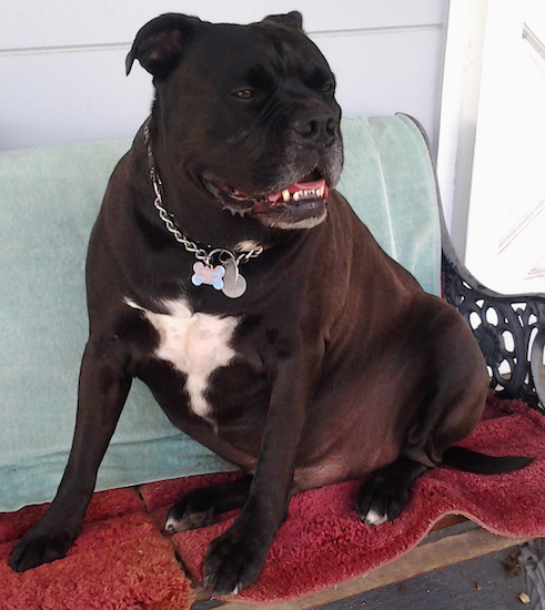 A black dog with a wide white chest, a huge body and a big head sitting down on a bench