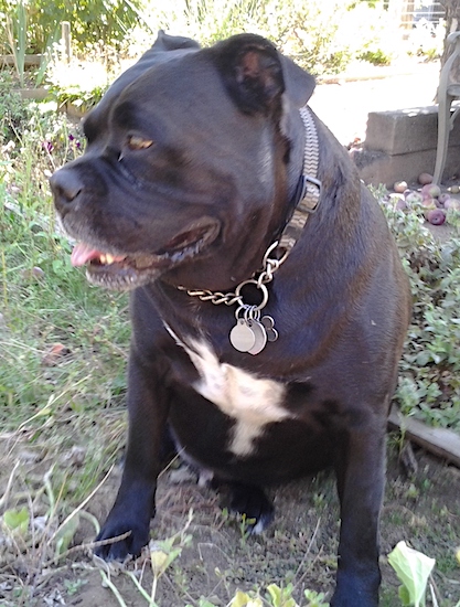 An extra large muscular black dog with a white chest and brown eyes sitting down outside.
