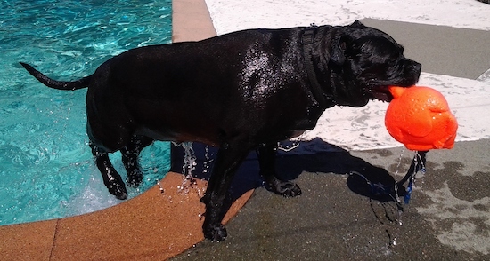 A huge wet black dog climbing out of a pool carrying a big orange float toy