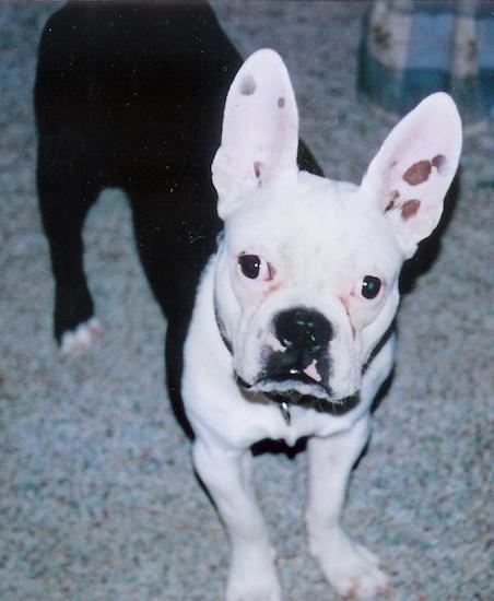 A thick-bodied dog with his back end black and his front legs and head colored white, large bat ears with pigmant spots inside his ear and big eyes and a black nose standing