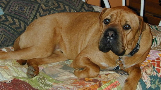 A large, thick-bodied, tan dog with wrinkles and a lot of extra skin, a boxy muzzle, large brown eyes and small fold over ears laying down on a person's bed