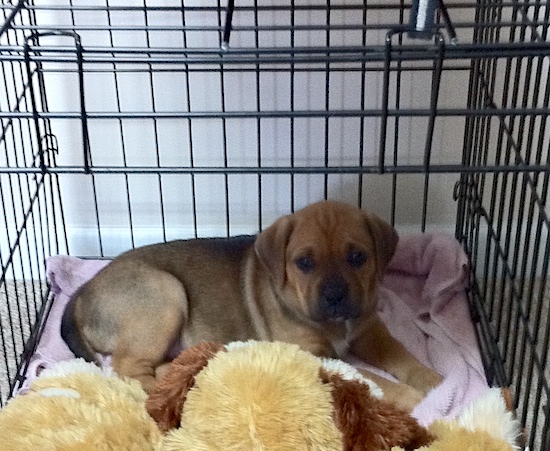 A brown and black puppy with ears that hang to the sides laying down in the back of a dog crate.