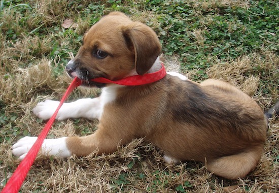 A little fawn, white and black puppy laying down in grass with a red leash in his mouth