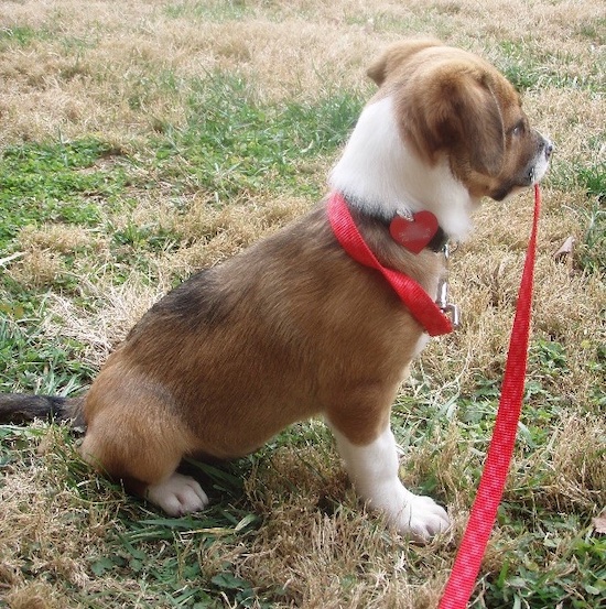 Side view - A tan, white and black puppy sitting outside in grass with a red leash in his mouth