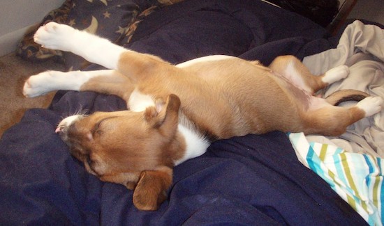 A small fawn, white with black puppy sleeping on blankets all stretched out
