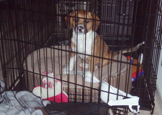 A small brown, black and white puppy inside a crate surrounded by toys and clothing