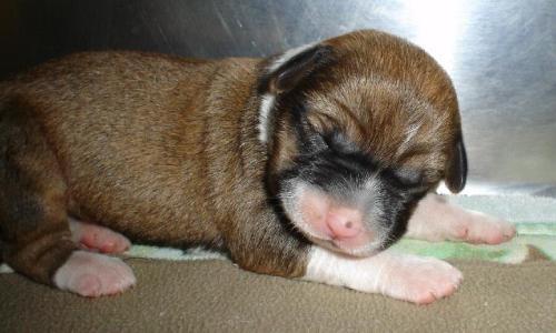 A tiny little brown, black and white puppy with a pink nose and his eyes closed sleeping
