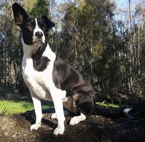A shorthaired black and white shiny coated dog with one ear up and one ear down sitting in dirt.