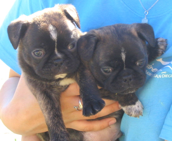 Two brown brindle puppies with white markings and dark brown eyes being held by a person