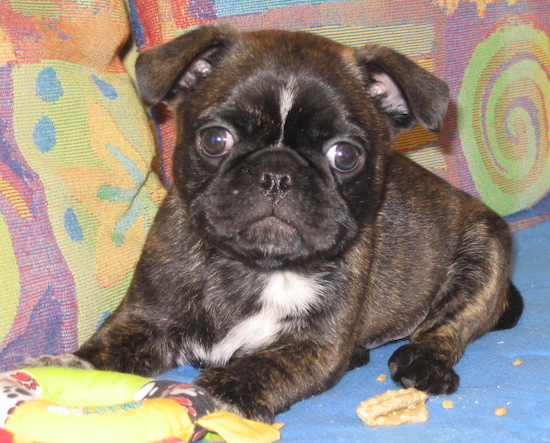 A brown brindle small puppy with a round head and wide round brown eyes with white on his chest laying down next to a dog treat