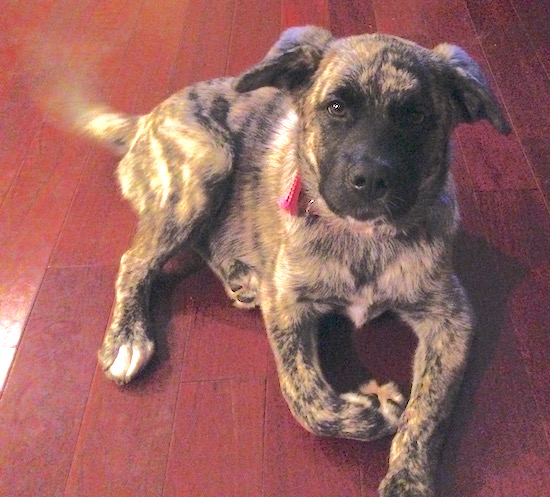 A brown brindle puppy with a black muzzle laying down on a hardwood floor wagging her tail.