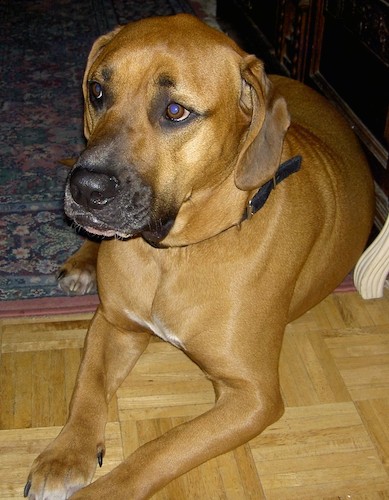 Front view of a large, thick bodied dog with long soft ears that hang to the sides, a tan coat with a black tipped muzzle and short legs laying down
