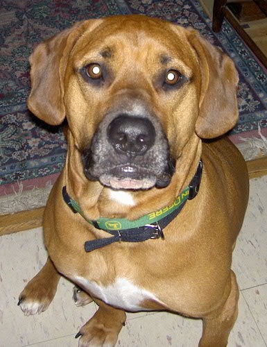 Front view of a large tan dog with short front legs wearing a John Deere collar sitting down in a white tiled floor